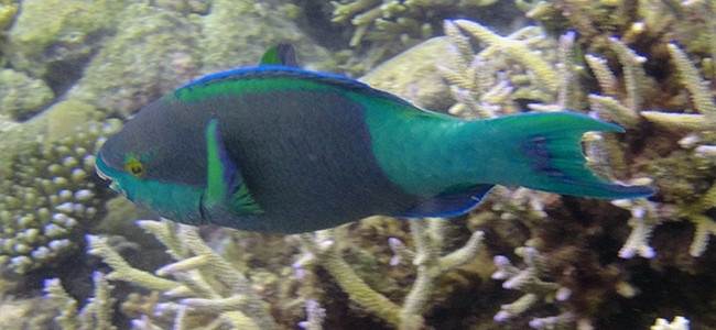 Scarus frenatus