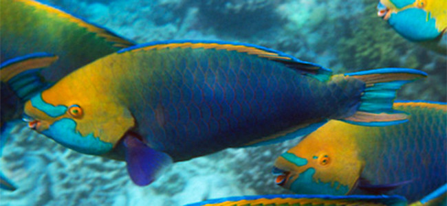Scarus prasiognathos