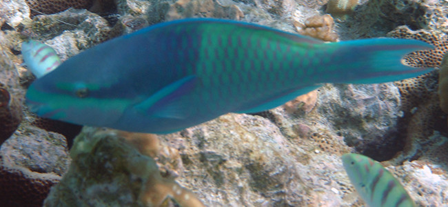 Scarus scaber