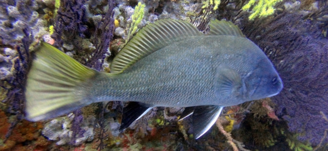 Sciaena umbra