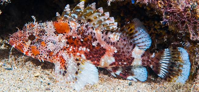 Scorpaena maderensis