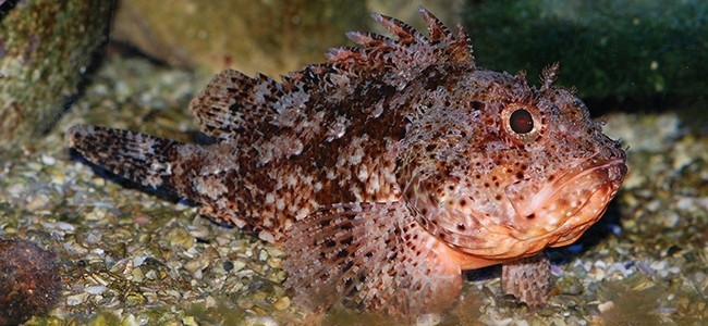 Scorpaena notata