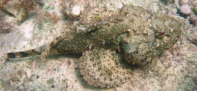 Scorpaena plumieri