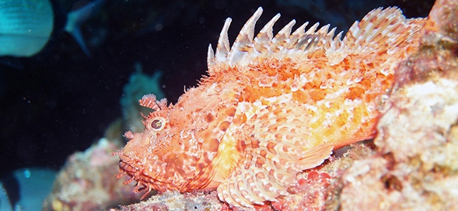 Scorpaena porcus