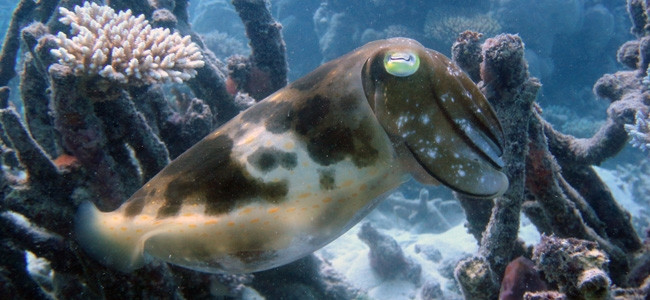 Sepia latimanus