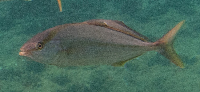 Seriola dumerili