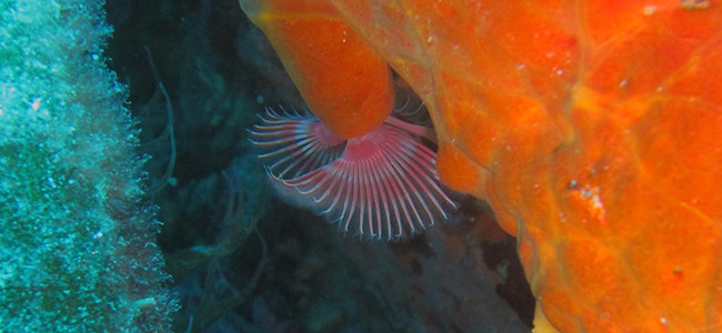 Serpula vermicularis