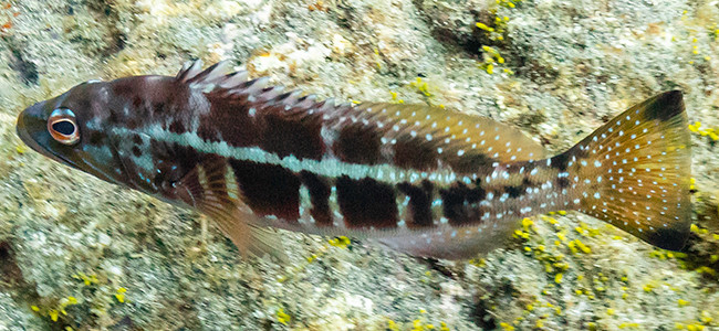 Serranus atricauda