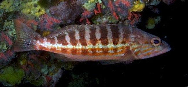 Serranus cabrilla