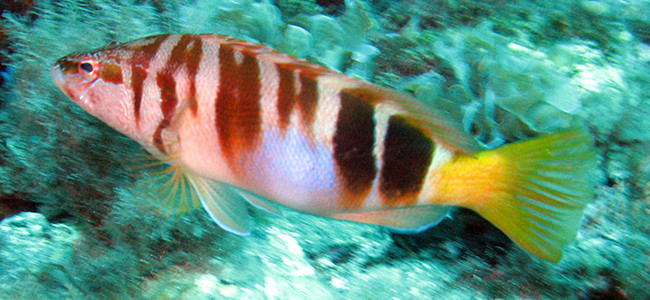 Serranus scriba