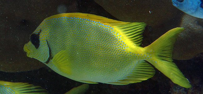Siganus corallinus