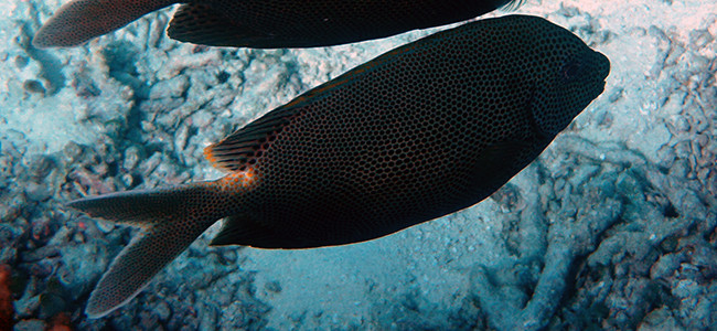 Siganus stellatus