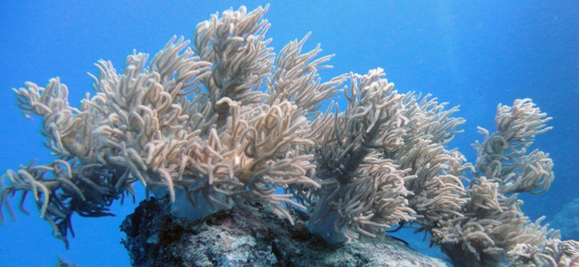 Sinularia gibberosa