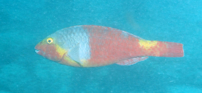 Sparisoma cretense