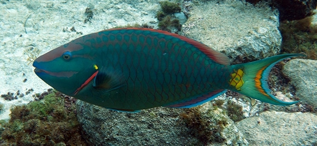 Sparisoma viride
