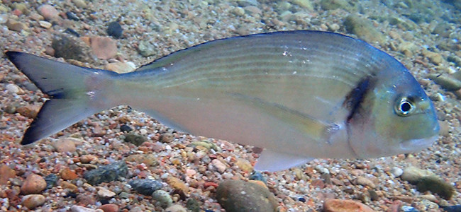 Sparus aurata