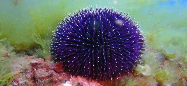 Sphaerechinus granularis