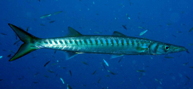 Sphyraena sphyraena