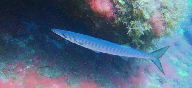 Sphyraena viridensis