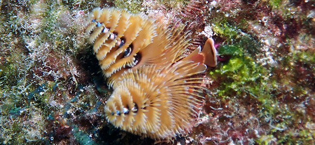 Spirobranchus giganteus