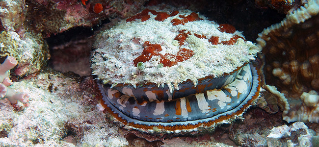 Spondylus varius
