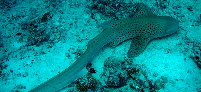 Stegostoma fasciatum