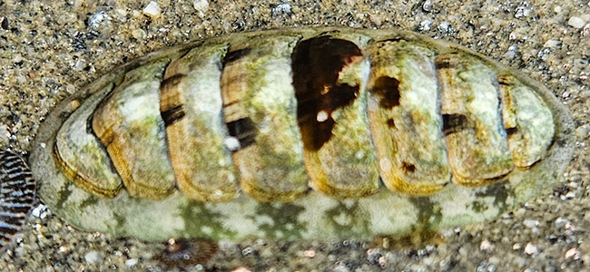 Stenoplax conspicua