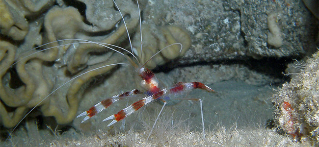 Stenopus hispidus