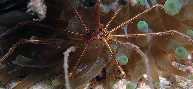 Stenorhynchus seticornis