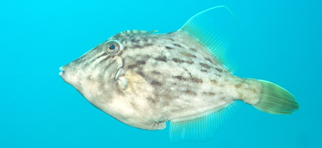 Stephanolepis hispida