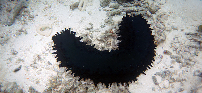 Stichopus chloronotus
