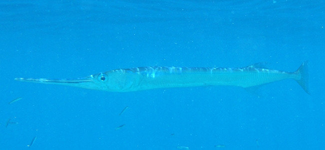 Strongylura leiura
