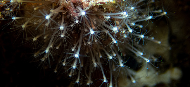 Stylactis inermis