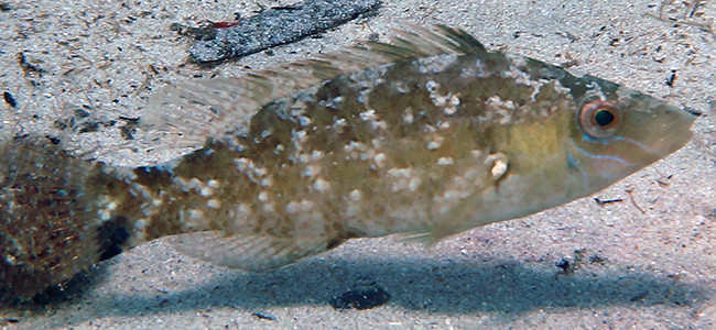 Symphodus cinereus