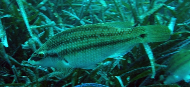Symphodus ocellatus