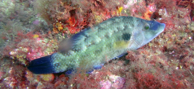Symphodus tinca
