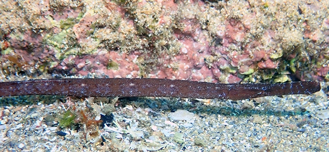 Syngnathus typhle