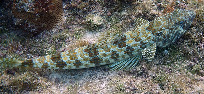 Synodus intermedius