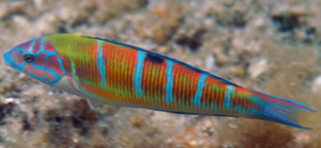 Thalassoma pavo