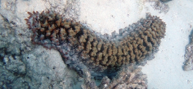 Thelenota ananas
