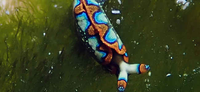 Thuridilla picta
