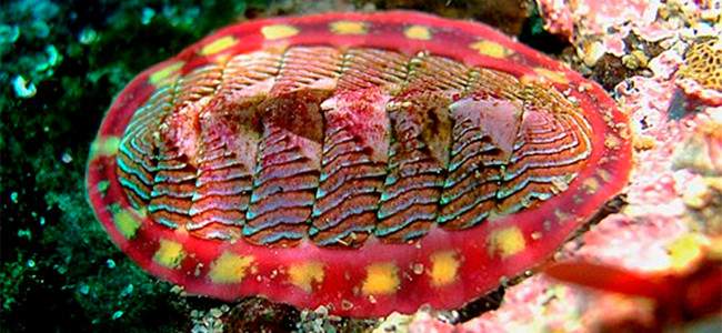 Tonicella lineata