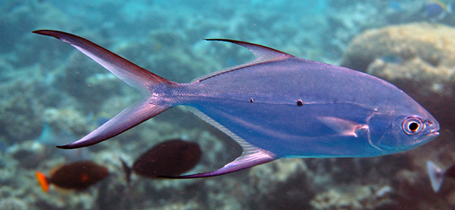Trachinotus baillonii