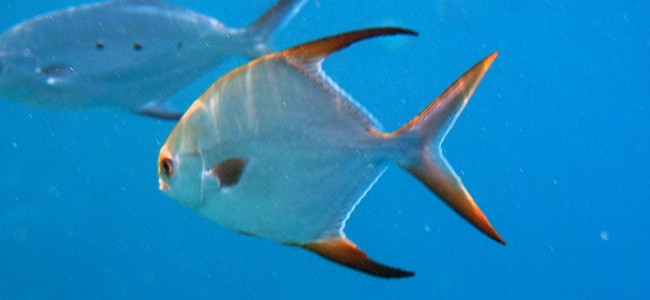 Trachinotus blochii