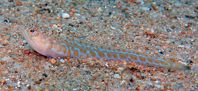 Trachinus draco
