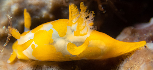 Trapania maculata