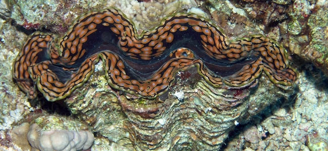 Tridacna spp