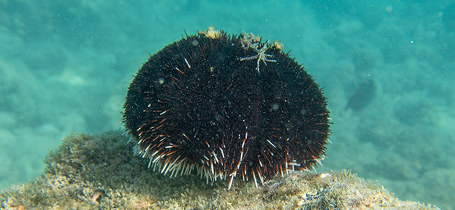 Tripneustes gratilla