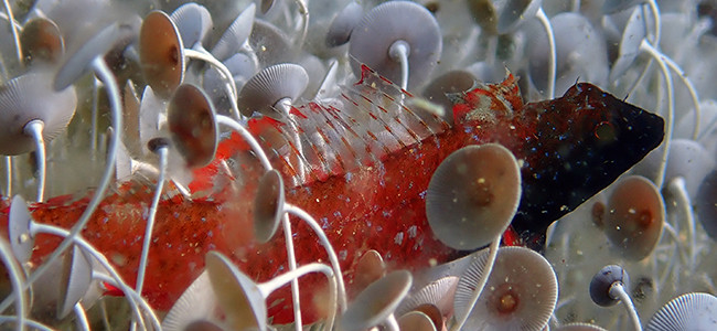 Tripterygion melanurum