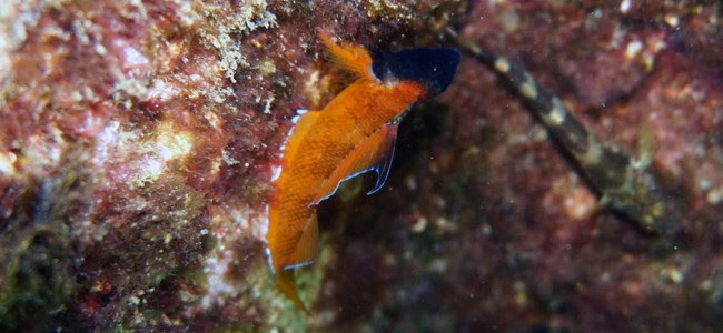 Tripterygion tripteronotum